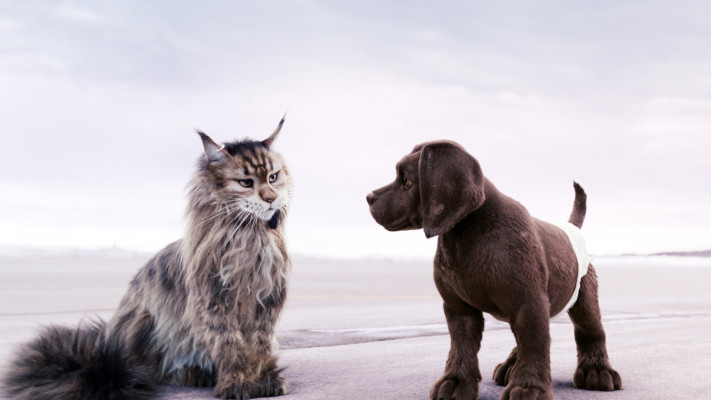 הכלב והחתולה (צילום: באדיבות סרטי שובל וסרטי יונייטד קינג)