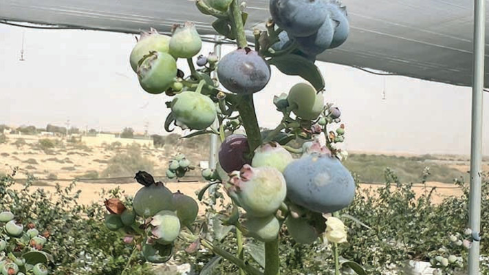 משק סגולות מדבר