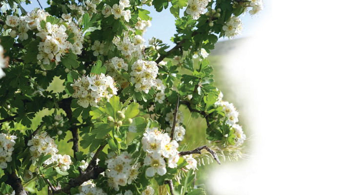 עוזרר קוצני בשמורת טבע וגן לאומי מודיעין 