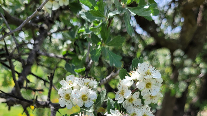 עוזרר קוצני בשמורת טבע וגן לאומי מודיעין