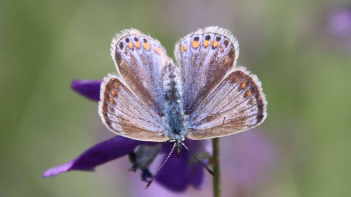 פרפר כחליל השברק