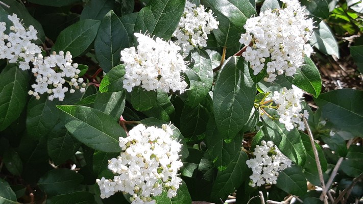 מורן החורש בשמורת טבע הר הטייסים