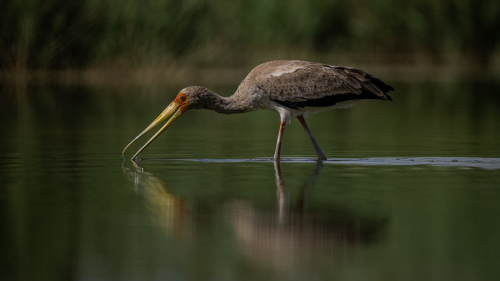 מחזה נדיר. חסידן ורוד באילת