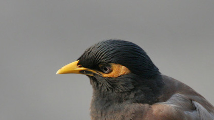 ציפור מיינה