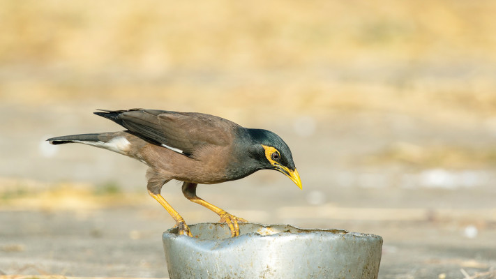 ציפור מיינה
