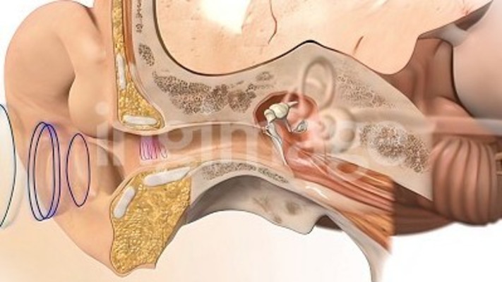 האוזן הפנימית. איבר שיווי המשקל מטעה בנסיעה