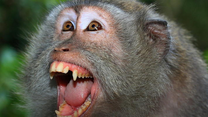 המחלה זוהתה לראשונה בקופי מעבדה