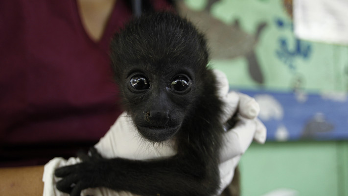 כתוצאה מגל החום הקשה - השאגנים מתים בזה אחר זה