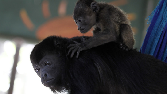 כתוצאה מגל החום הקשה - השאגנים מתים בזה אחר זה