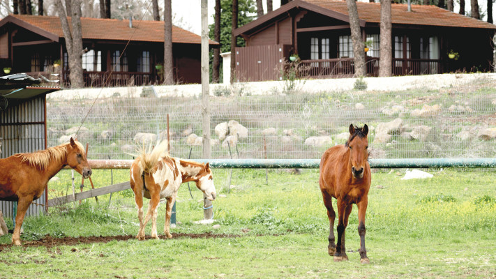 חוות סוסים באורטל (צילום: עדי בר)