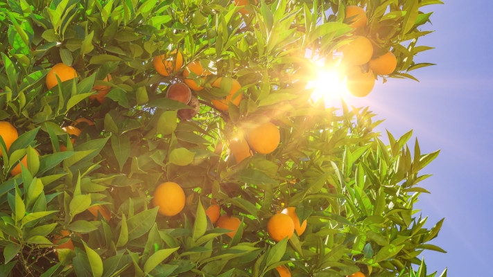 שדות התפוזים ספגו מכה קשה בשנים האחרונות