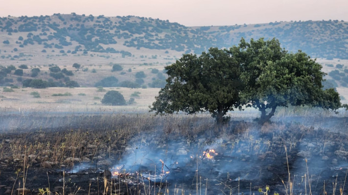 שריפה בצפון (צילום: רשות הטבע והגנים)