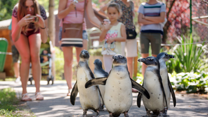 גן החיות בדברצן