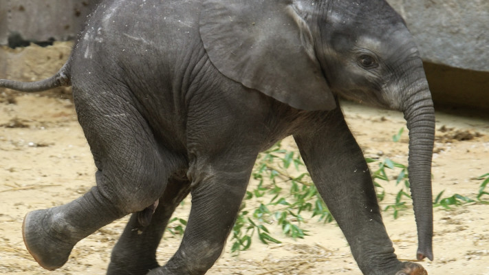 פיל אפריקאי צעיר