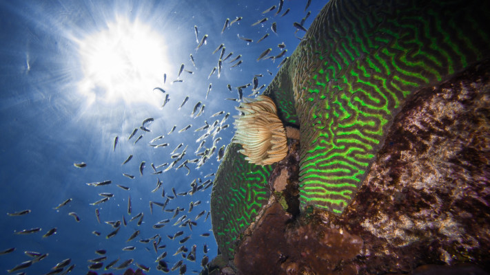 שמורת האלמוגים (צילום: עמרי עומסי, רשות הטבע והגנים)