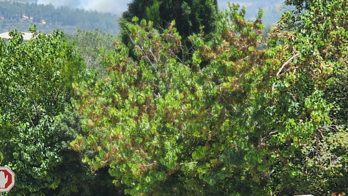 הנוף מקיבוץ סאסא, שריפות בצפון