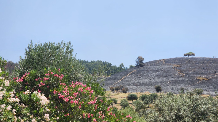הר חרוך ושרוף, נזקי השריפות בצפון (צילום: ללא)