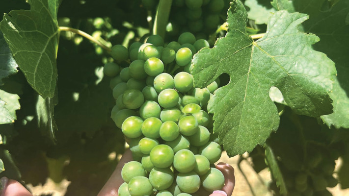 הכרם של יקב צפרירים 