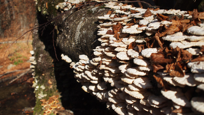 שינויי האקלים צפויים לגרום לפטריות ''להפיץ מחלות חדשות''