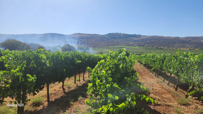 יקב רמות נפתלי (צילום: איציק כהן)