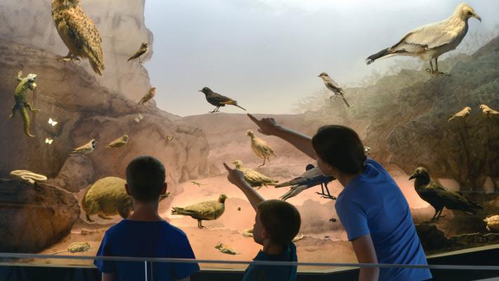 מוזיאון הטבע ע''ש שטיינהרדט (צילום: שי בן אפרים)