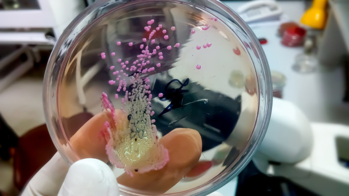 החיידק אצינטובקטר במעבדה