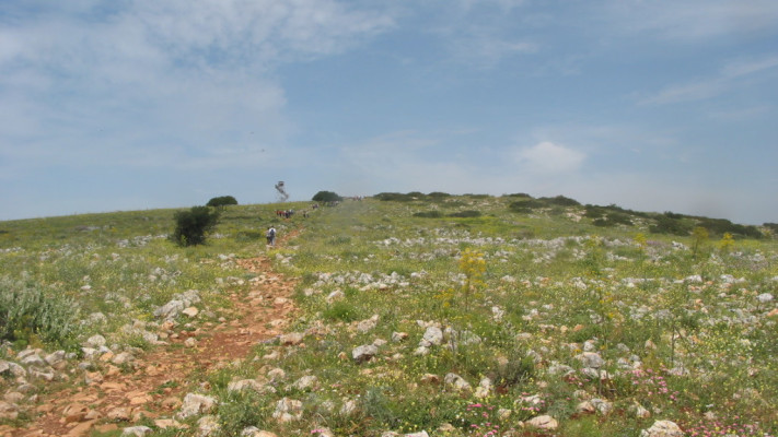 פריחה בשמורת טבע גלבוע  (צילום: יריב מליחי, רשות הטבע והגנים)