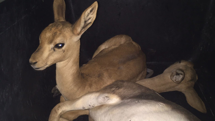 הצבאים שאותרו וחולצו בחזרה לטבע