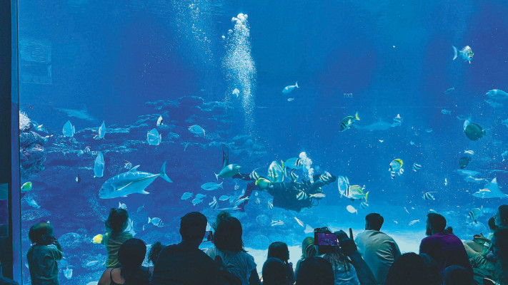 המצפה התת ימי