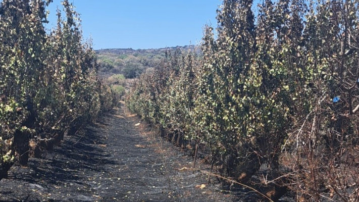 מטעים שרופים (צילום: אילן ליבר)