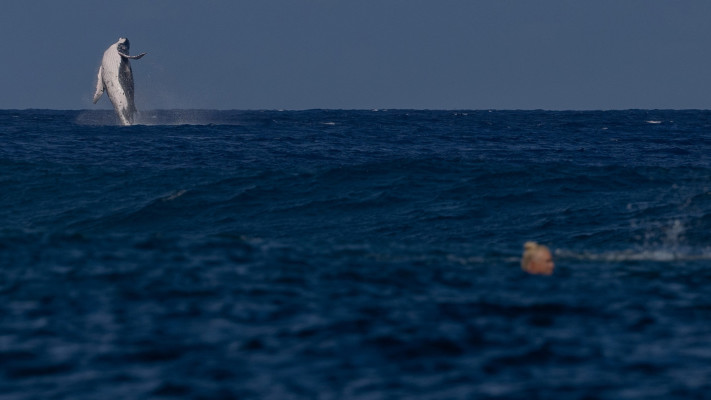 לוויתן מגיח בתחרות הגלישה האולימפית 2024