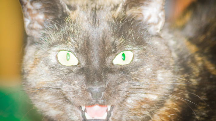 יכול להיות שחיית המחמד שלכם רואה רוחות רפאים