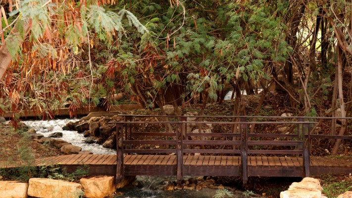 מאחורי גשר עץ מסתתר הקסם