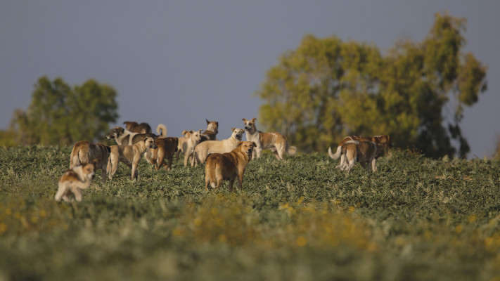 כלבים משוטטים