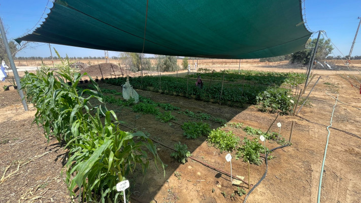 גינה טיפולית אשכול