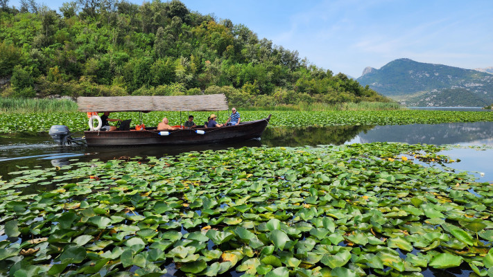 ההפלגה האיטית חוצה בין סבך של צמחי מים