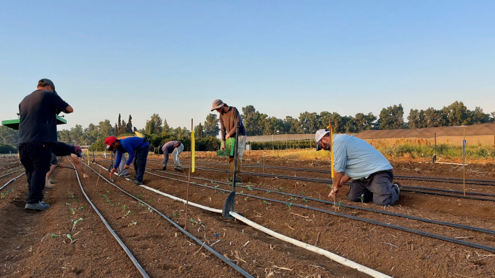 שתילת ברוקולי