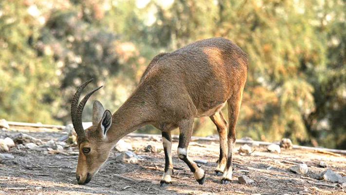 יעל (צילום: מיטל שרעבי)