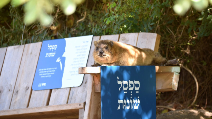 ספסל שונות, שמורת הטבע נחל מערות (צילום: רן פרץ רשות הטבע והגנים)