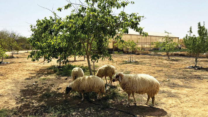 משק ניצנה  (צילום: איה דבורין תקשורת)