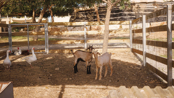 ואדי עתיר  (צילום: חיים יוסף)