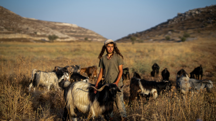 רועה צאן יהודי בשומרון  (צילום: משה שלייפר, פלאש 90)