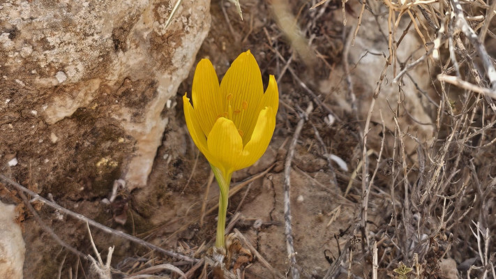 שמורת החלמוניות