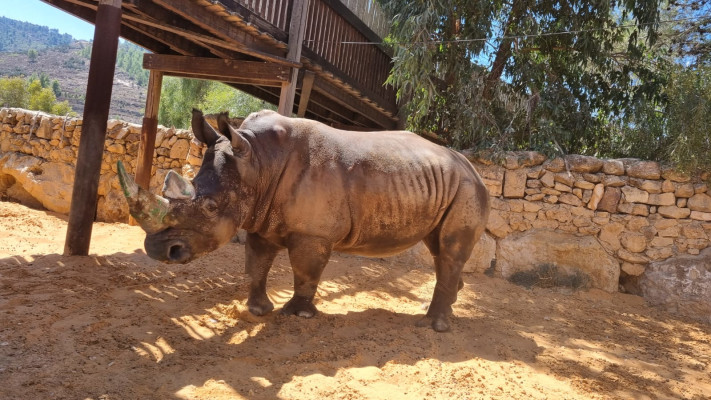 טופאק הקרנף
