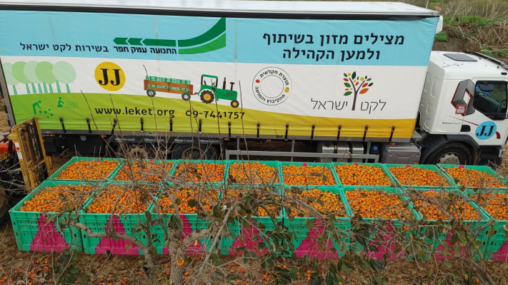 פעילות המתנדבים הפחיתה את אחוז אובדן המזון מ-25% ל-22% (צילום: ארגון לקט ישראל)