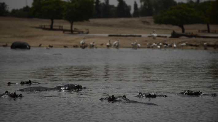 הספארי ברמת גן