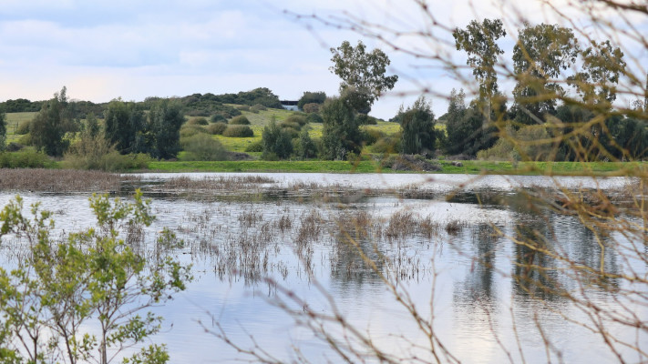שמורת טבע בריכת יער