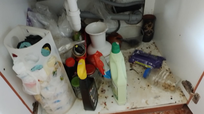 גללי מכרסמים שאותרו בבית שפונה בשתולה (צילום: רותי חובב)