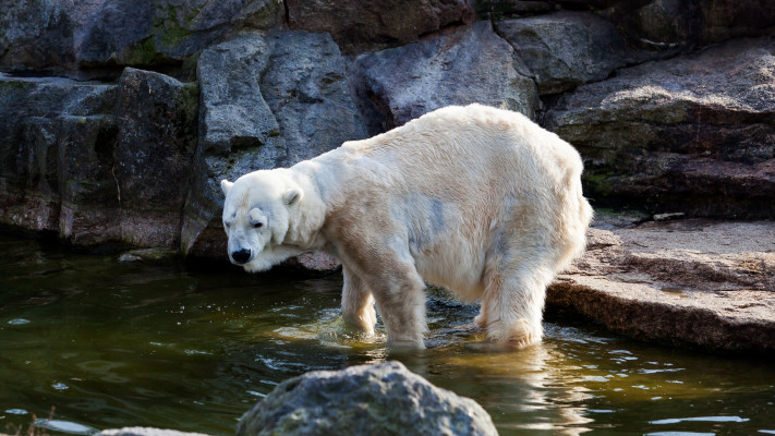 דוב קוטב, עלולים להוות איום כשהם רעבים