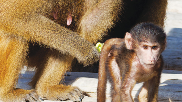 בבונים במדבריום פארק החיות